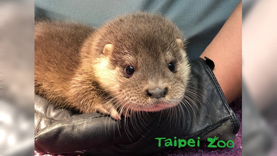 圖／翻攝自台北市立動物園，金門縣政府提供