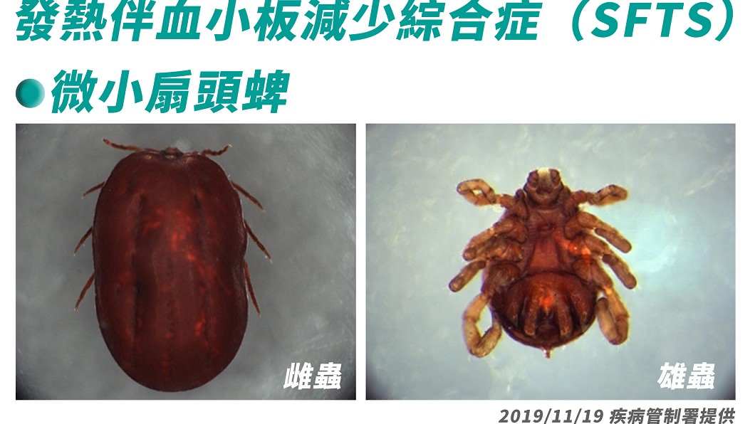 圖/疾管署提供