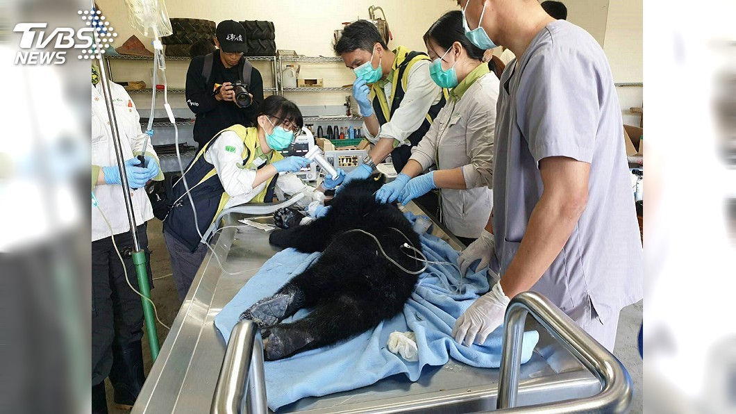 台東廣原和利稻小熊健檢 頭好壯壯無異狀