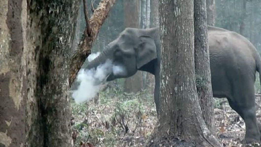 印度象吃東西嘴噴白煙? 其實是吃木炭排毒