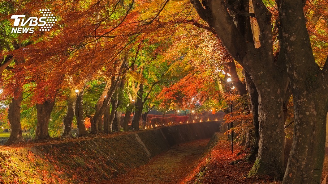 楓葉紅了!日本季節換裝 賞夜楓大啖和菓子