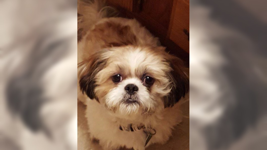 少女肢解寵物犬...狗頭放在抽屜 虐殺照還寄給家人