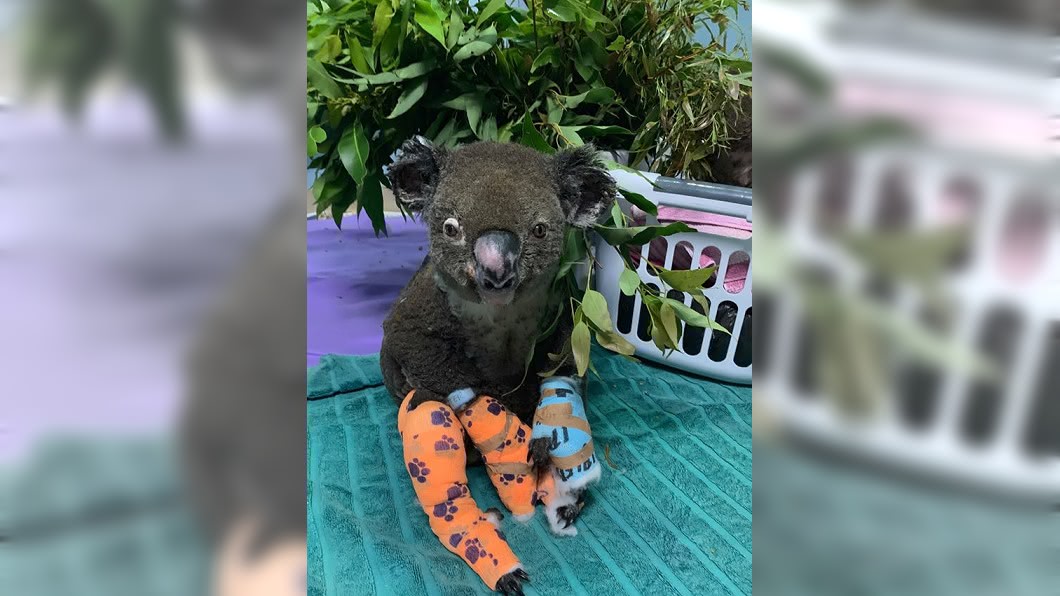 路易斯傷勢嚴重。圖/翻攝自Koala Hospital Port Macquarie臉書