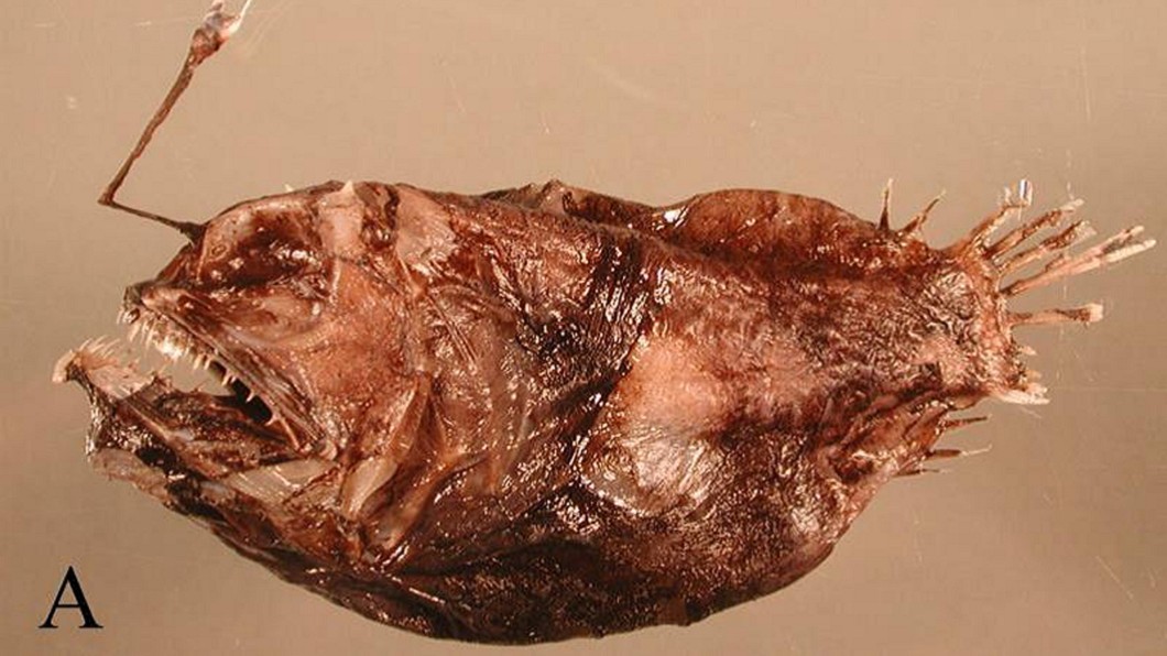 讓世界看見台灣！　何宣慶發現新魚種命名「福爾摩沙」