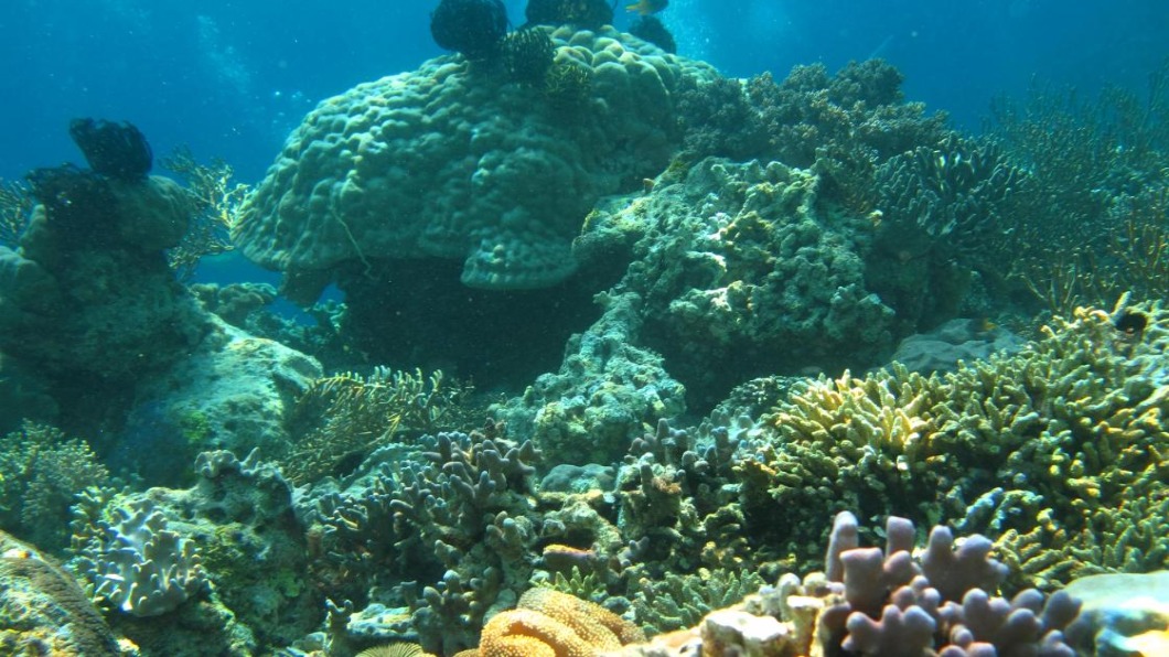 圖/翻攝自 UTS Future Reefs計畫