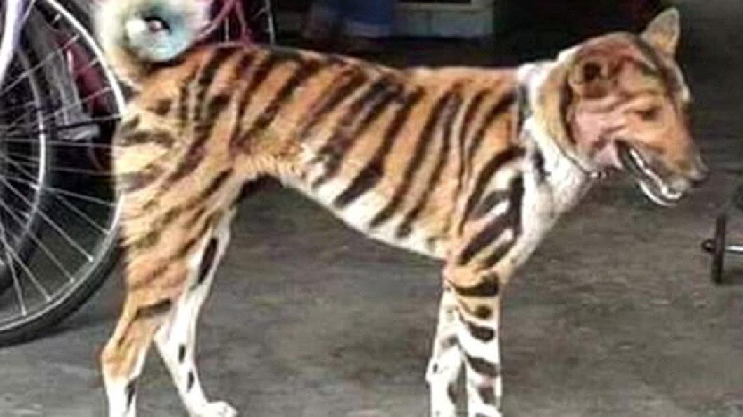 印度1名農夫想出把愛犬身上畫上老虎條紋,沒想到這招成功嚇跑猴子侵襲。(圖/翻攝自推特)