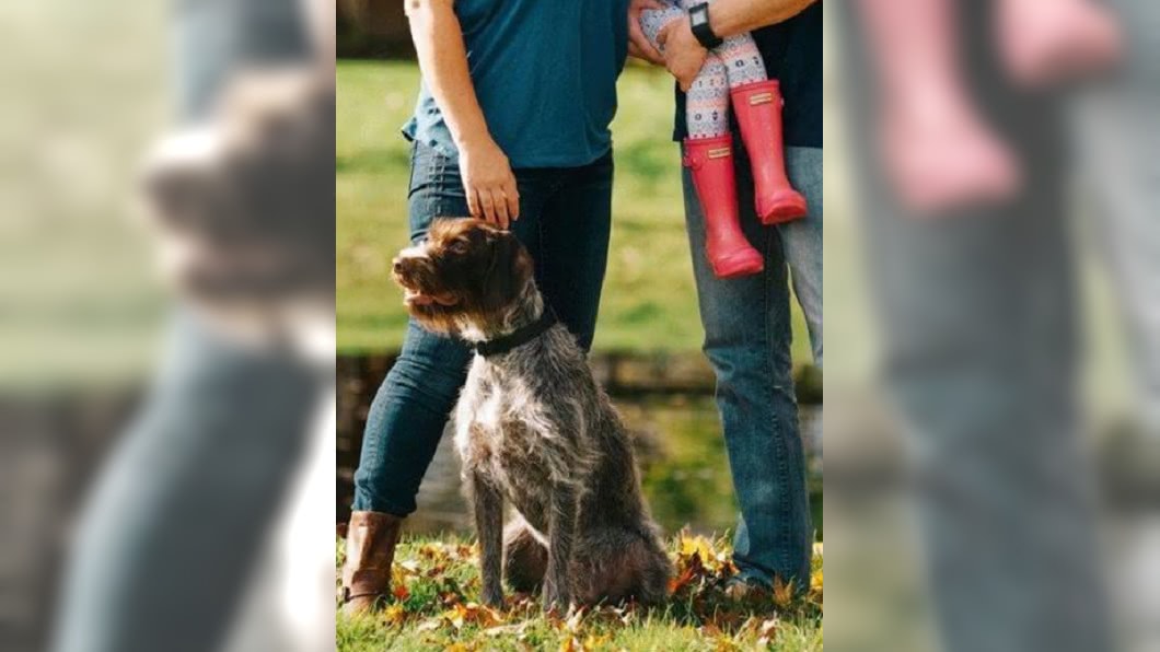 愛犬誤食半包口香糖 引發癲癇肝衰竭猝死