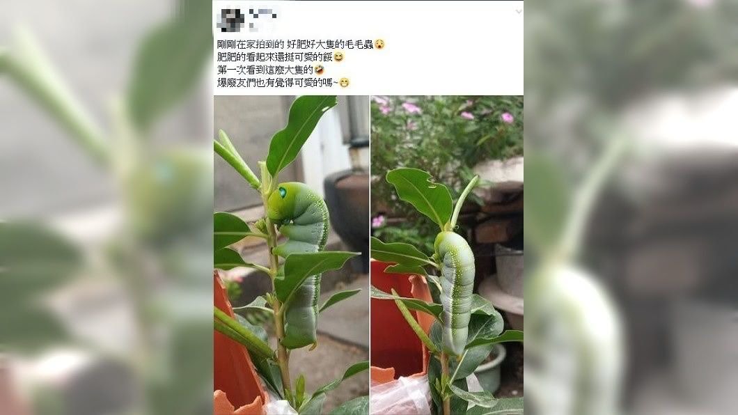 女網友覺得牠很可愛,其他網友看到也表示認同。(圖/翻攝自爆廢公社)