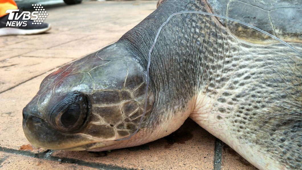 花蓮發現保育類欖蠵龜嘴卡魚鉤 台大獸醫系接續治療