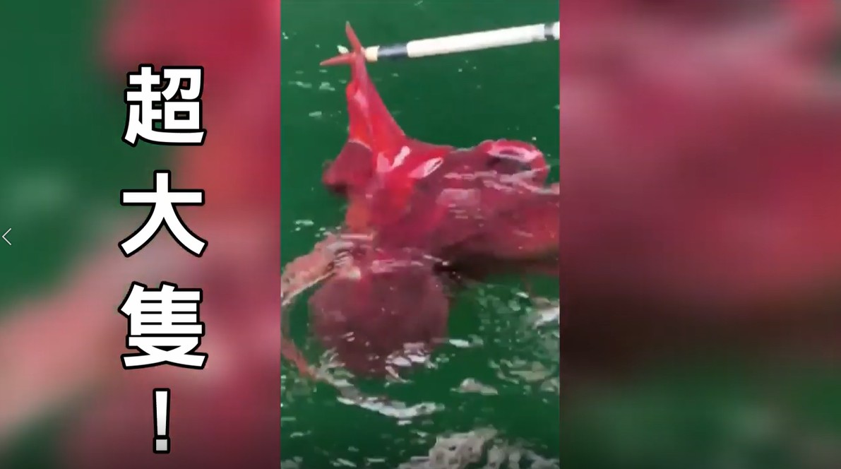 大章魚哥超霸氣  圖 / 路透社