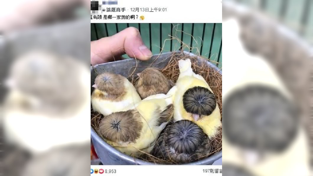 眾鳥齊剪呆萌「西瓜皮」　網笑噴：揪團剪髮？