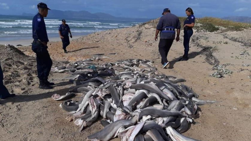 沙灘驚見百隻鯊魚屍體　頭尾、背鰭全被切