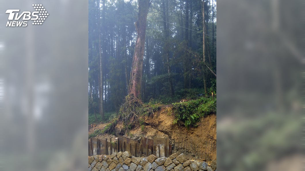 阿里山樹齡逾500年檜木傾斜 林管處拉鋼纜搶救