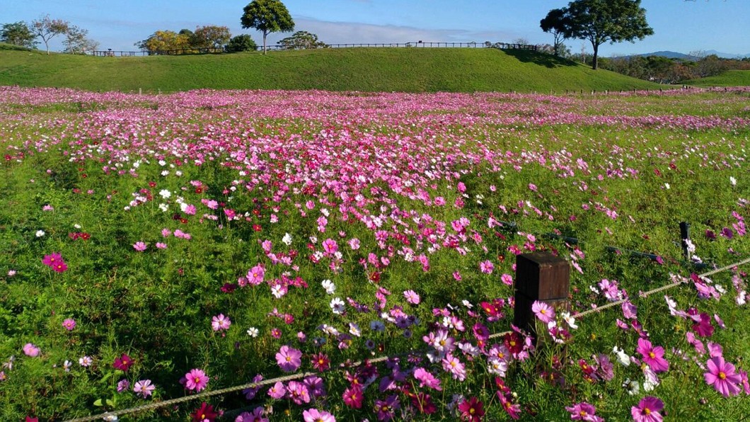 波斯菊花海浪漫登場 后里環保公園成打卡夯點