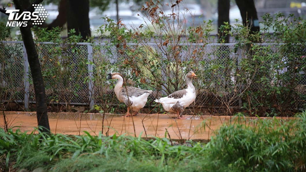 台灣原址最老新竹動物園再生 拆獸籠打造類棲地