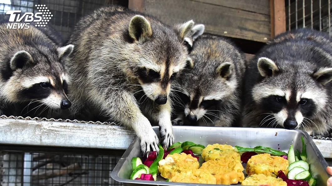 圖/新竹市立動物園提供