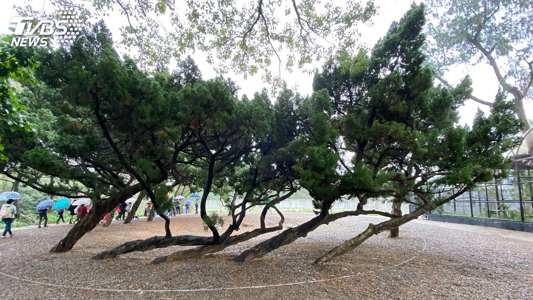 圖/中央社