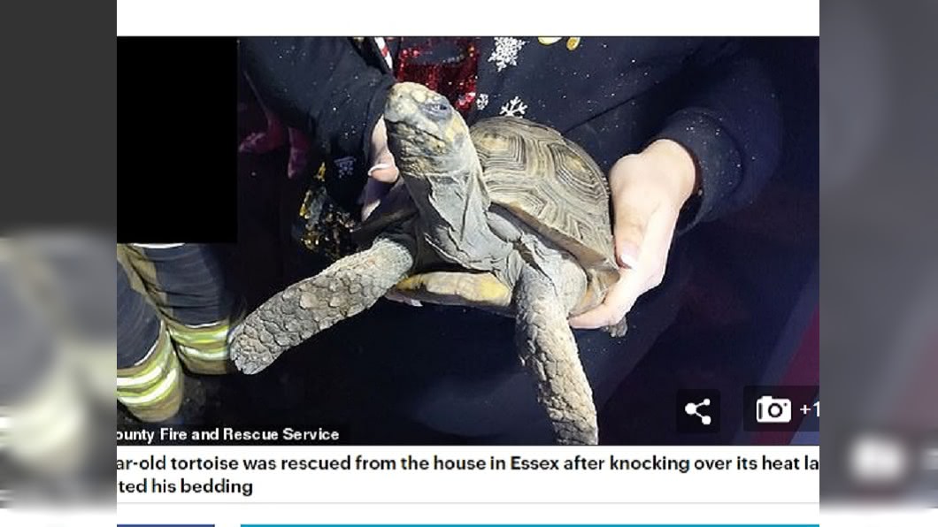 耶誕節房子燃燒起火 凶手是「厭世臉」陸龜