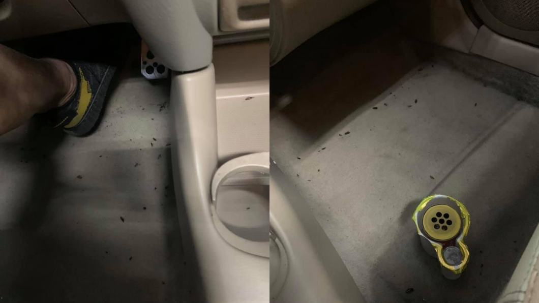 託友買二手車!一消毒竟湧出「百隻小強」狂竄 他秒崩潰