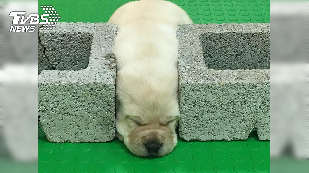 緝毒犬幼犬接受聽噪音訓練。(圖／緝毒犬培訓中心提供)