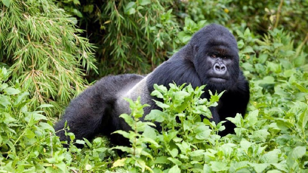 怒!7男盜獵瀕絕種大猩猩 展示「戰利品」燦笑炫耀