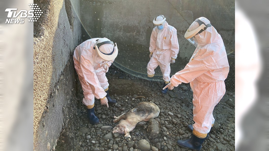 苑裡漁港下水道口驚見豬屍 排除非洲豬瘟已掩埋