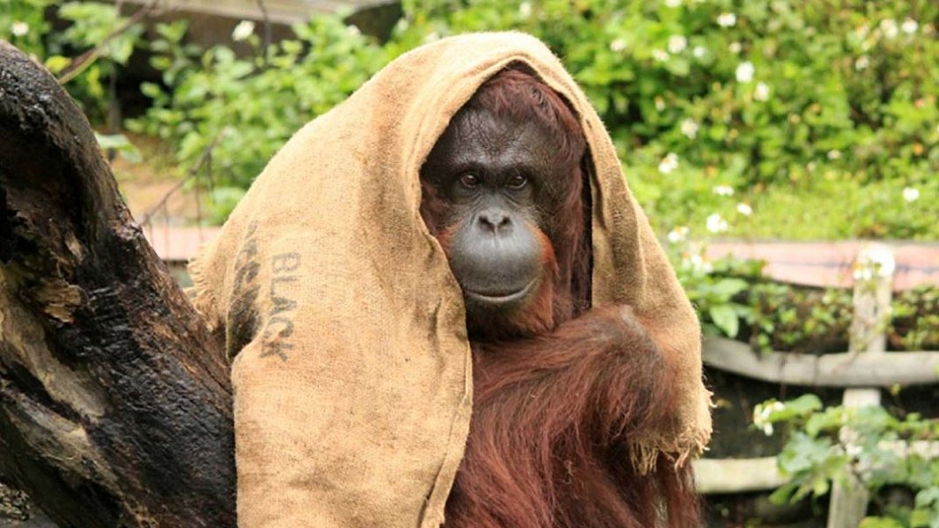 圖／翻攝自新竹市立動物園官方網站