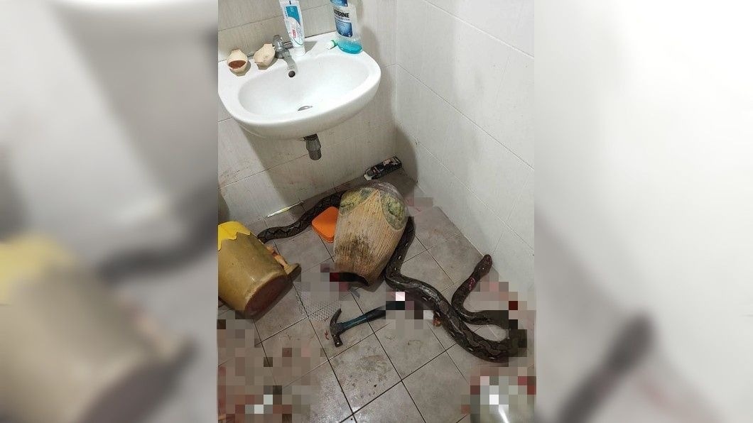 婦人大聲呼救,兒子連忙衝入救人,拿榔頭把大蛇打死。(圖/翻攝自臉書)