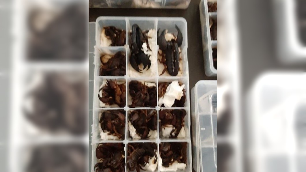 男走私活毒蠍遭逮 海關一開行李驚呆:200隻…