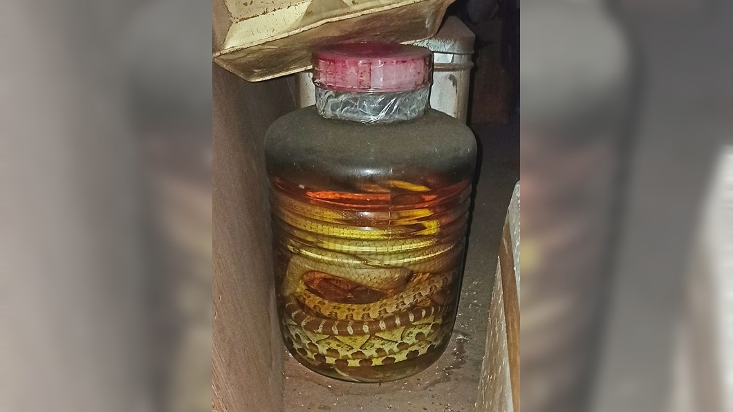 找到30年蛇酒!他大膽試喝 結果驚人:升旗「整天」