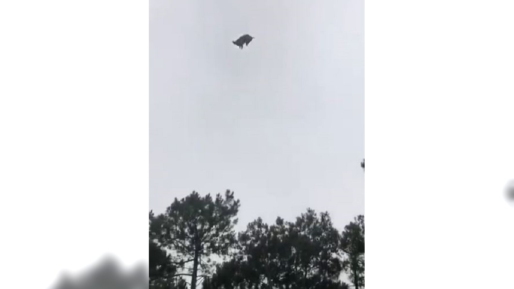 豬隻高空墜游泳池! 殘忍惡作劇富豪遭撻伐