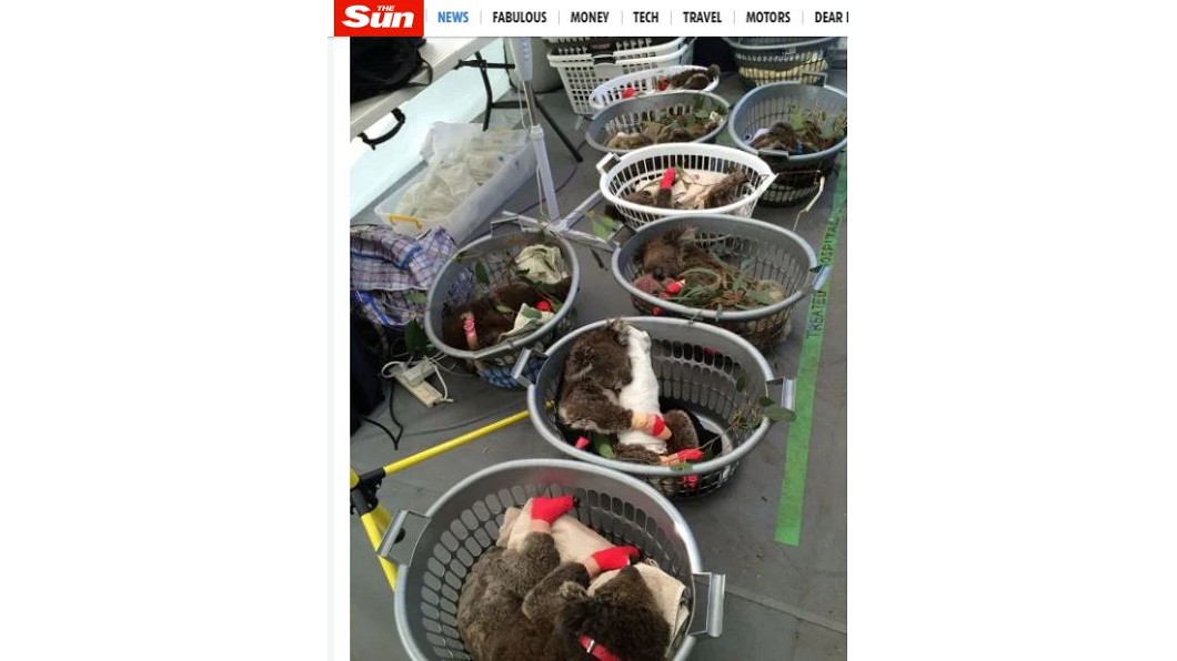 大批燒傷無尾熊被送至臨時動物醫院救治,洗衣籃充當病床。(圖/翻攝自THE SUN網站)