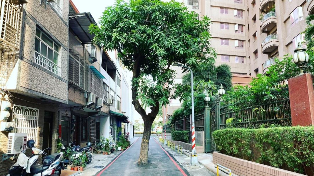 最狂路霸!「路中樹」成街道奇景 移除價格竟破千萬