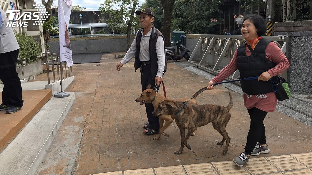 花蓮首例染狂犬病白鼻心　縣府擴大施打疫苗