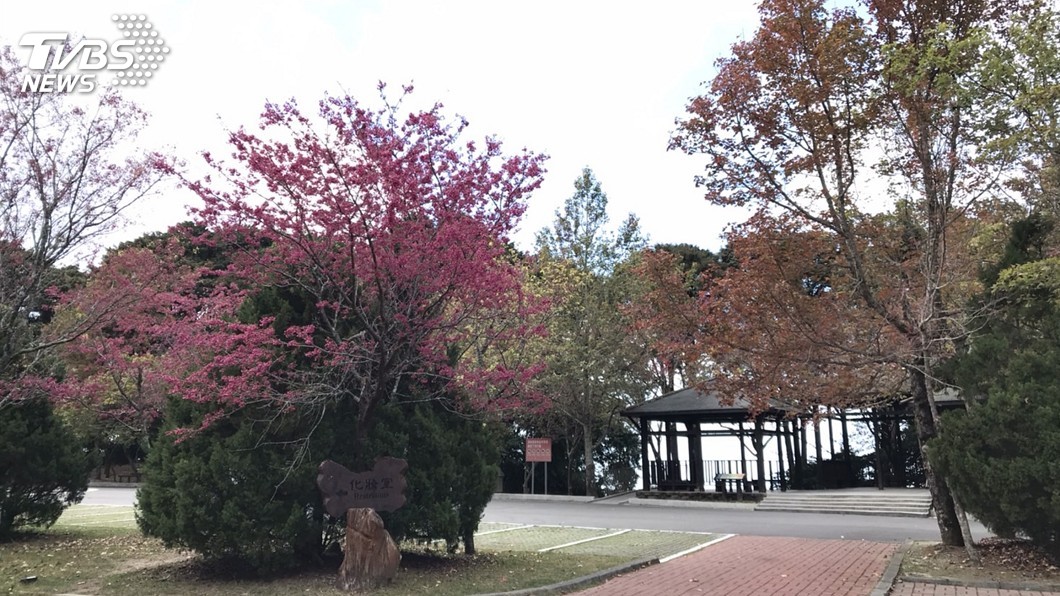 走春好去處！　沐浴東勢林場櫻花雨徜徉中社花海