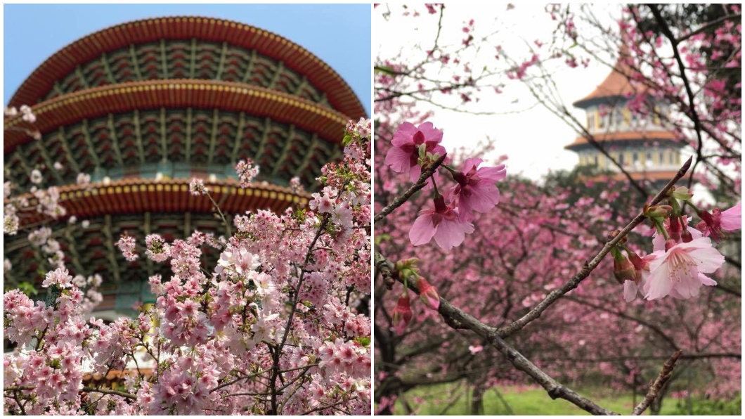 天元宮走春賞櫻花。(圖/淡水福容提供)