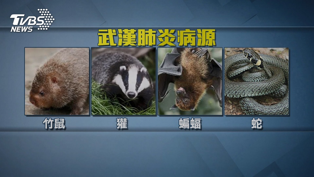 竹鼠、蝙蝠、蛇?武漢肺炎病源 懷疑名單多