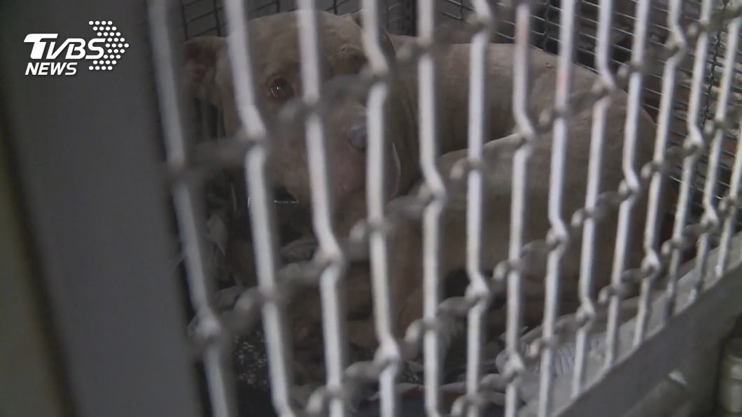 好兇!比特犬掙脫纜繩咬死鄰居小黑狗