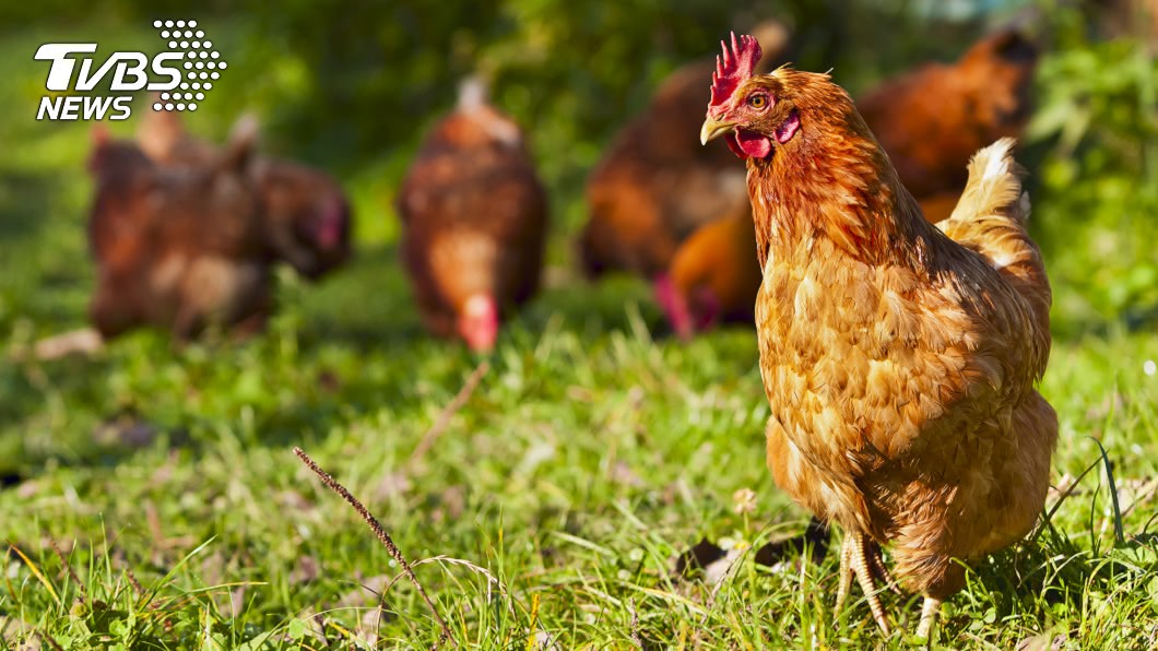武漢肺炎還沒完… 湖南再掀H5N1高致病禽流感