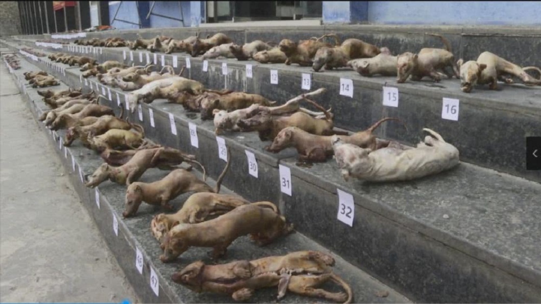 就是要吃？廣西查獲300隻「冷凍野味」　專賣老主顧