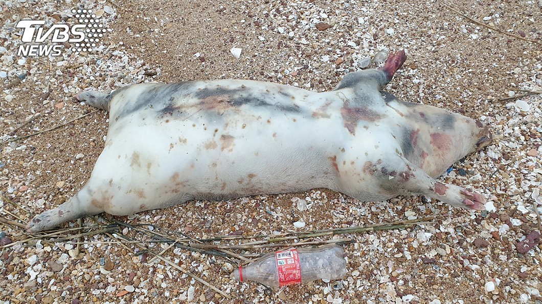 金門又現海漂死豬　驗出非洲豬瘟