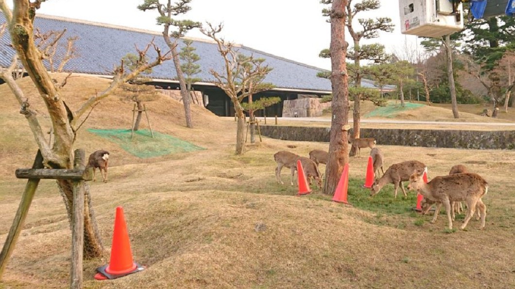 疫情重創遊客不來 奈良鹿餓慘性情大變