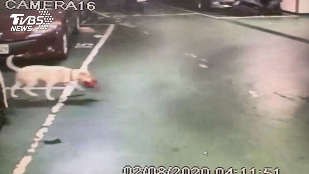這是啥!狗叼毒品四處晃 亂扔嫌遭警逮