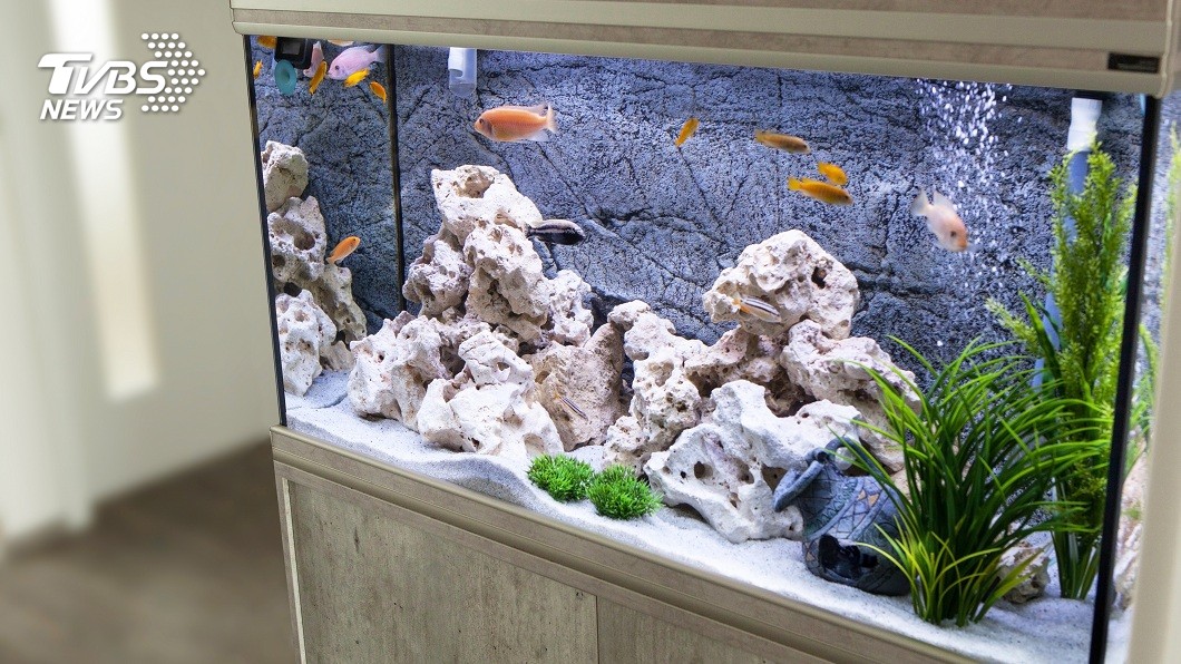 毒液可讓10人死!全球最毒螺藏匿水族箱 徒手抓牠穩掛