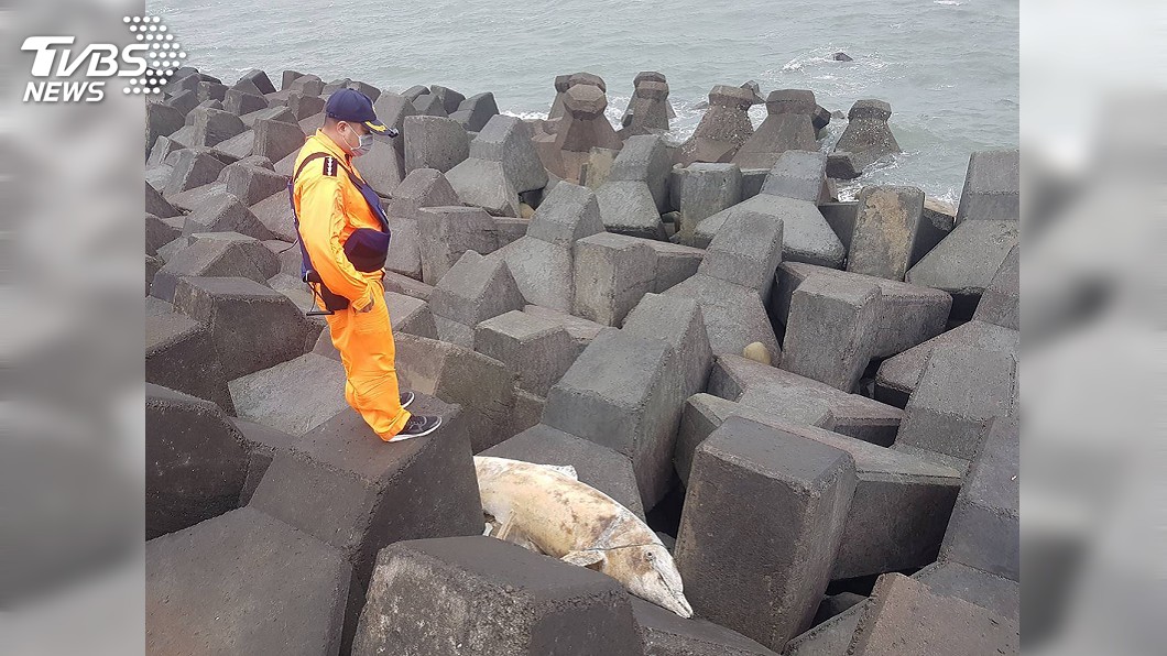 保育類瓶鼻海豚流刺網纏身　陳屍彰化線西海岸