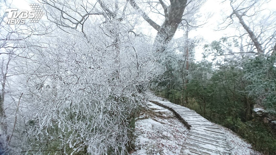 寒流來襲太平山氣溫零下2度 山毛櫸步道深夜飄雪