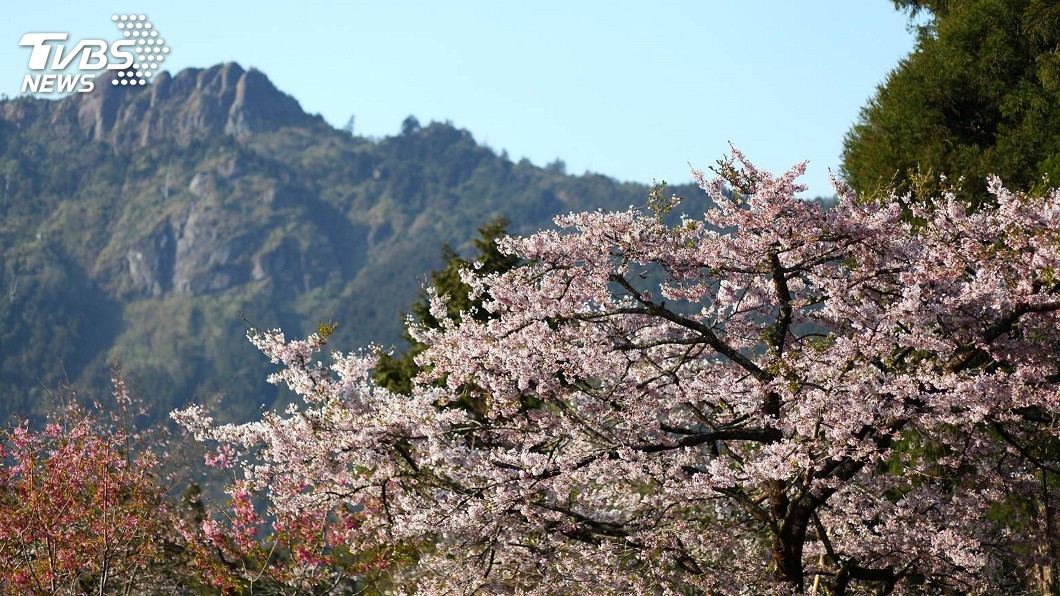 阿里山花季3/10開跑 恐難逃武漢肺炎影響