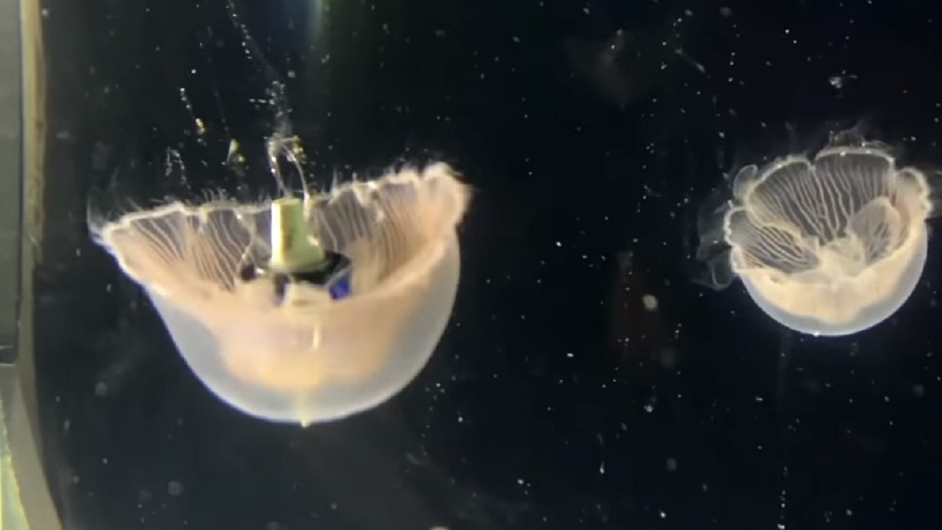 美研發生物混合機器水母 秒變「速度惡魔」