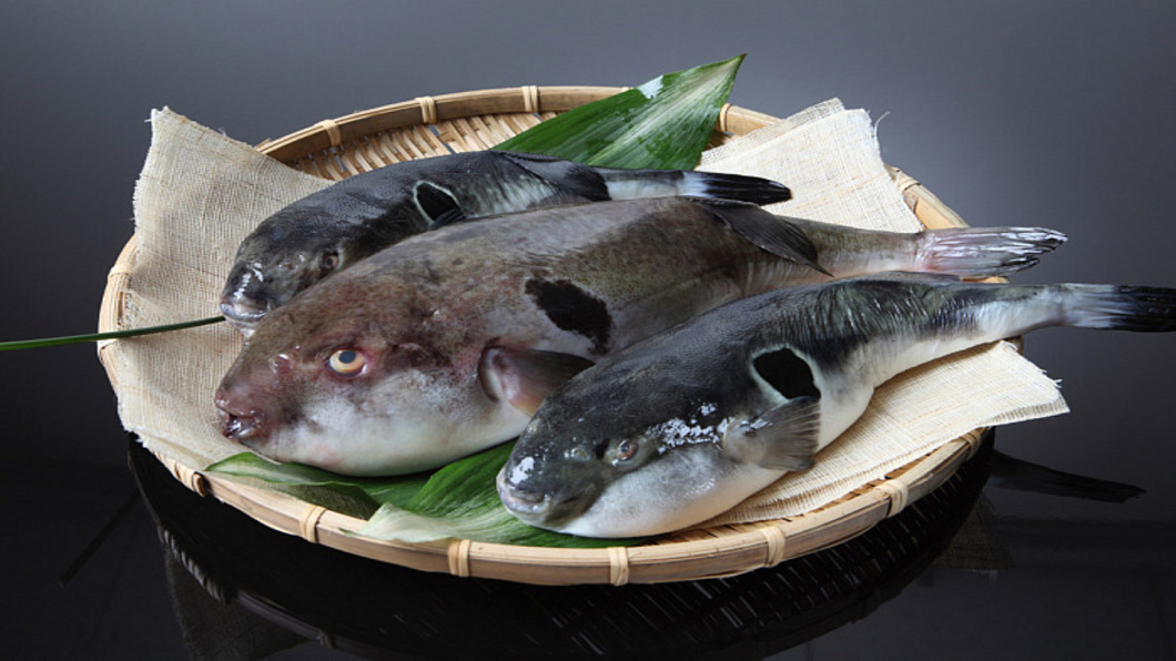 「準消失美食」再加1 福岡河豚遷徙北海道