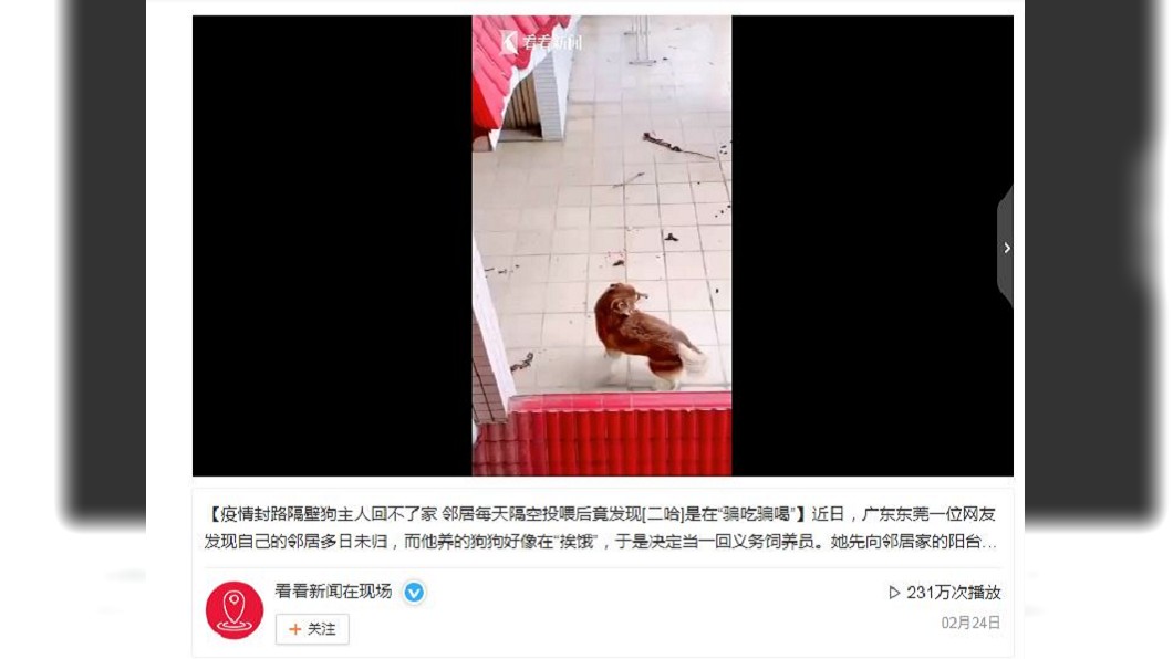 不少網友看到之後紛紛笑稱:這隻狗狗簡直就是狗界的奧斯卡影帝啊。(圖/翻攝自微博)